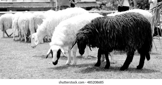 sheep  black white