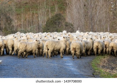 Sheep Blocking New Zealand Country Road 