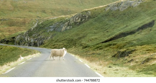 Sheep Blocking Traffic In The Faroe Islands