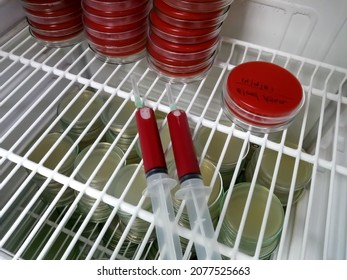 Sheep blood in syringe isolated on incubator which is nodded for the preparation of blood agar media.