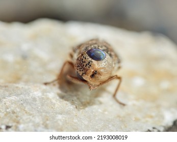 Sheep Bot Fly. Oestrus Ovis   