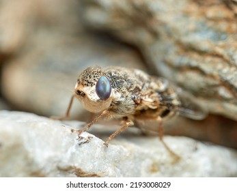 Sheep Bot Fly. Oestrus Ovis   