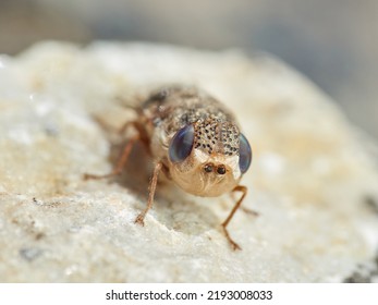 Sheep Bot Fly. Oestrus Ovis   