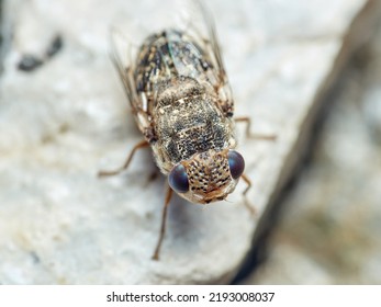 Sheep Bot Fly. Oestrus Ovis   