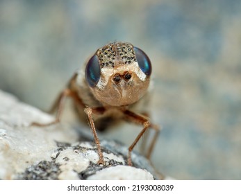 Sheep Bot Fly. Oestrus Ovis   