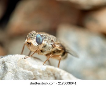 Sheep Bot Fly. Oestrus Ovis   