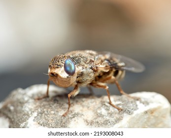 Sheep Bot Fly. Oestrus Ovis   