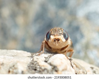 Sheep Bot Fly. Oestrus Ovis   