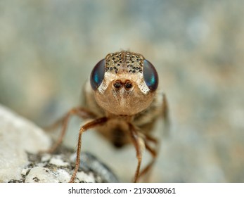 Sheep Bot Fly. Oestrus Ovis   