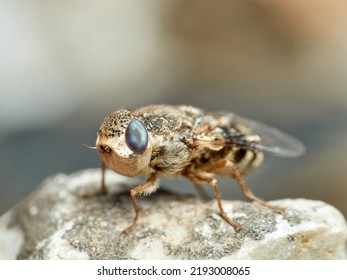 Sheep Bot Fly. Oestrus Ovis   