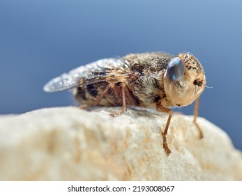 Sheep Bot Fly. Oestrus Ovis   