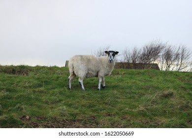 Sheep In Braunton Burrows, Devon