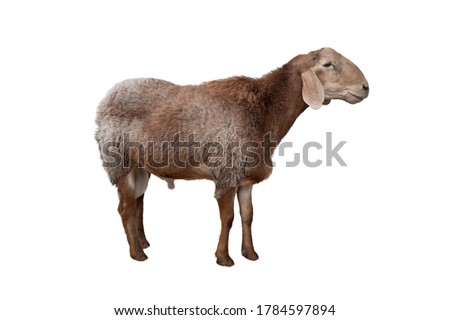 sheep breed isolated on white background.(Hissar thick tail breed)