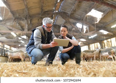 Sheep breeder with veterinary in shed using digital tablet - Powered by Shutterstock