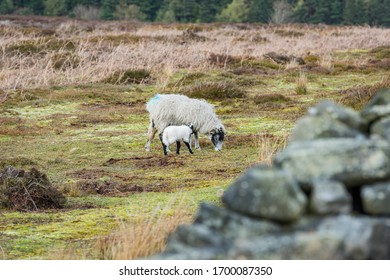 Sheep And Calf Holding Together As A Family, North Of Peak District, Yorkshire, UK