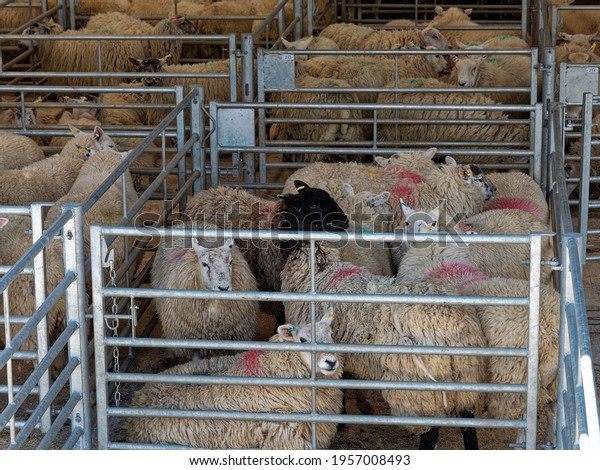 sheep and cattle market Gisburn Yorkshire UK live\
stock in pens