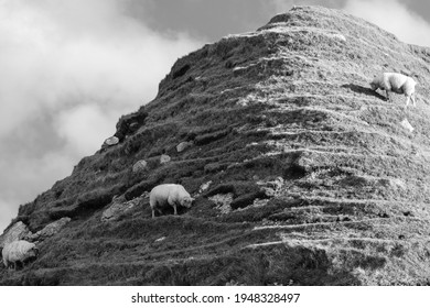 Sheep At Causeway Coast, Northern Ireland, UK