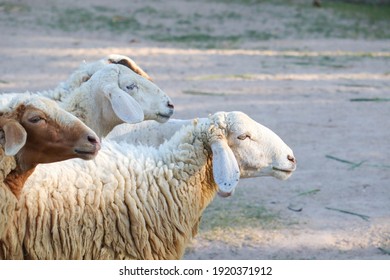 Sheep chewing on grass. Fresh toning. Lamb closeup. Funny cute sheep walk in the pasture. Lambs pose for the camera.