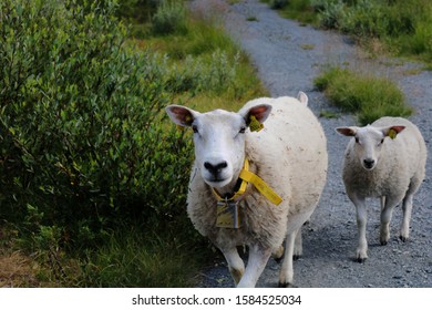 A sheep and its child walking together on a narrow gravel road.