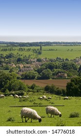 Sheep Chipping Camden Cotswolds Uk