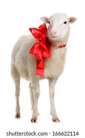 Sheep With Christmas Bow. Animal Isolated On White Background