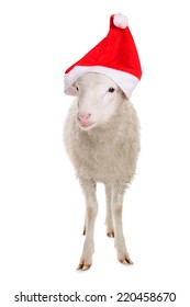 Sheep In Christmas Clothes. Animal Isolated On White Background 