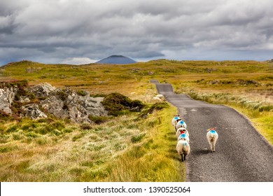 Sheep In Connemara On The Bog Road