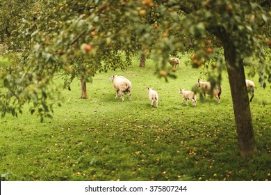 Sheep In Countryside Of Normandy