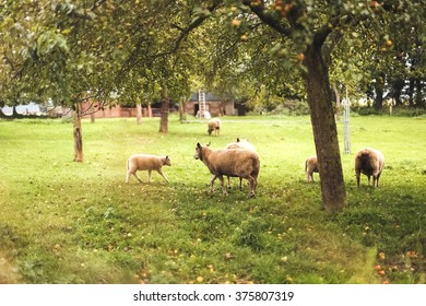 Sheep In Countryside Of Normandy