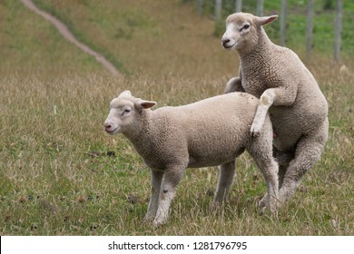 Sheep Mating Images Stock Photos Vectors Shutterstock