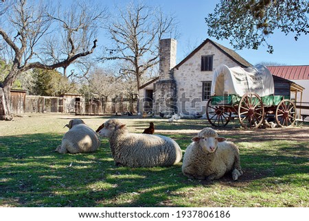 Sheep and a covered wagon at Lyndon B. Johnson State Park and Historic Site and the Sauer-Beckmann Farmstead, living history farm that presents rural Texas life as it was around 1918.