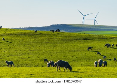 Sheep and Cows amongst the wind farm in Western Australia 200 kilometres north of Perth.