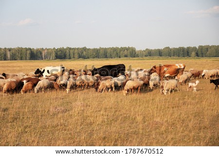 Sheep, cows graze in the field