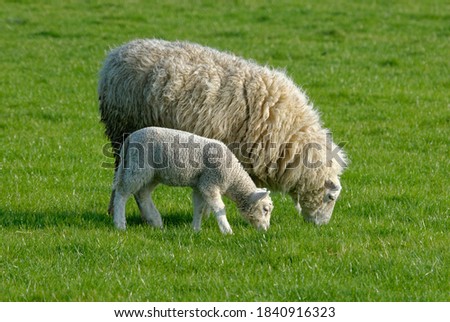 Similar – Image, Stock Photo Beautiful lamb next to its mother