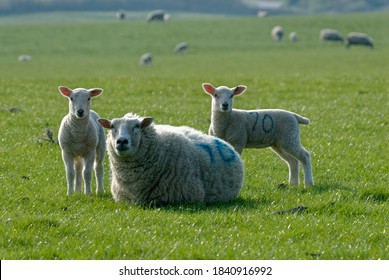 Sheep. Cross Bred Ewes And Lambs On Pature.