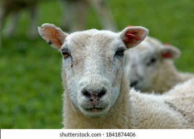 96 Cross Bred Lamb Images, Stock Photos & Vectors | Shutterstock