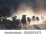 Sheep crossing a national route in Agentina.