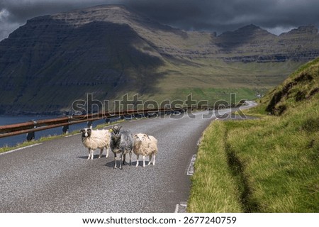 Sheep crossing a road with dramatic mountain scenery in the background, Faroe Islands.