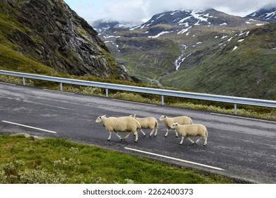 Sheep crossing road in Norway. Livestock danger. Norwegian nature - Jotunheimen mountains summer landscape. Sognefjell Road.