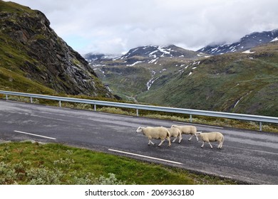 Sheep crossing road in Norway. Norwegian nature - Jotunheimen mountains summer landscape. Sognefjell Road.