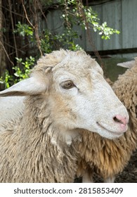 A sheep in a crowd of other sheep