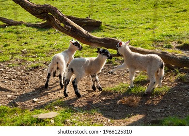 Sheep In Cumbria During Lambing Season