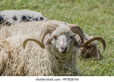 Sheep with curved horns