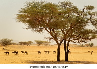 Paisaje de Sudán