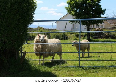 Sheep Of Dingle Penninsula