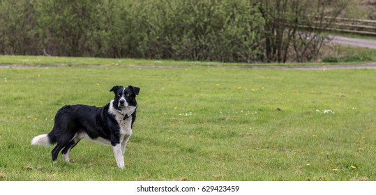 Sheep Dog