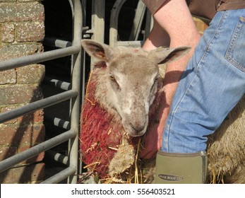 Sheep, Dog Attack