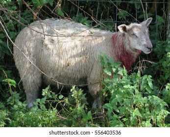 Sheep, Dog Attack