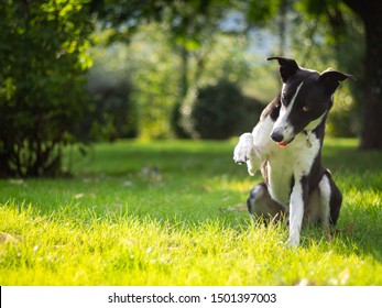 Sheep Dog Collie Begging And Looking At Camera In A Outdoor Park