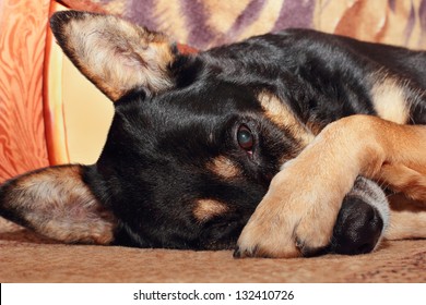 Sheep Dog Covering Her Nose With Her Paw